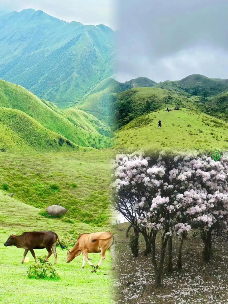 广东之旅，走进阳春，走进春天
