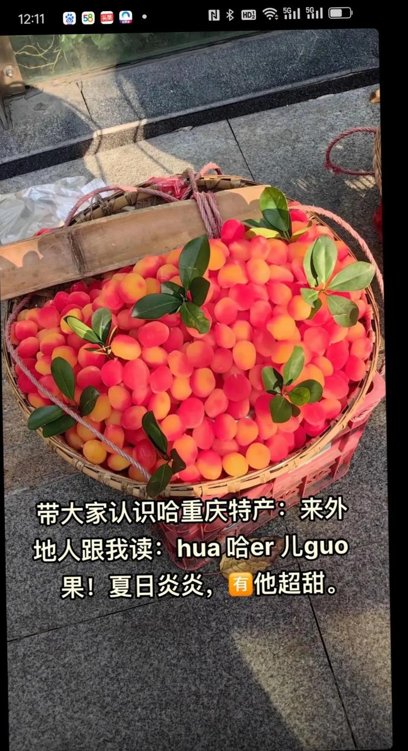 这些高价水果竟是哈儿果！哈儿果大揭秘