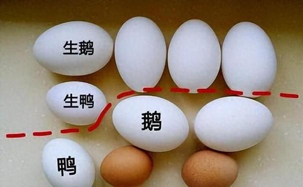 鹅蛋为什么很少有人吃？也很少有卖？看完后才知道，涨知识了！