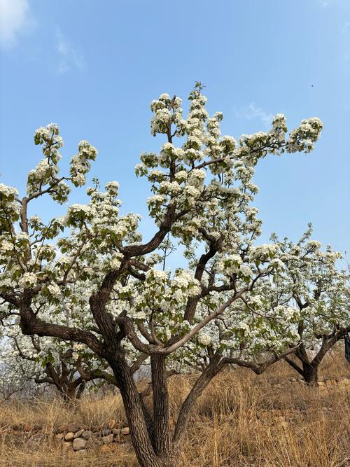 3月28号北京苇沟桥大片梨花还未开放，预计一周后将迎来盛花期