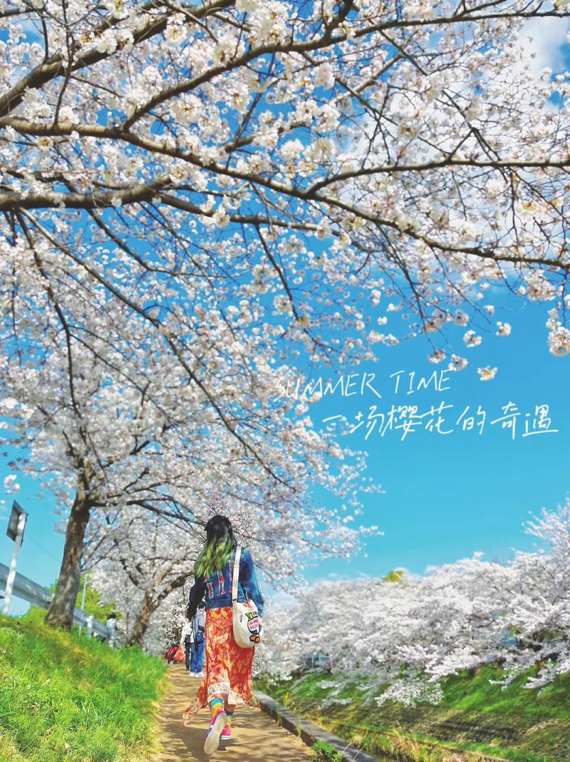 降温20℃九级大风，樱花樱花你还好吗？