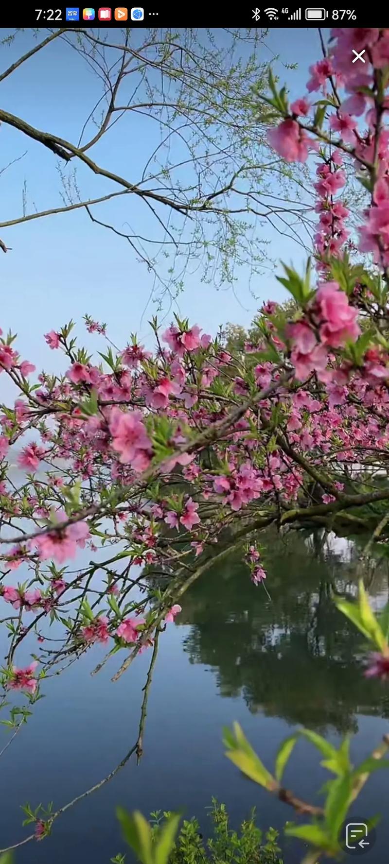 三月桃花朵朵开，丝丝缕缕醉心怀！游杭州桃花湖公园