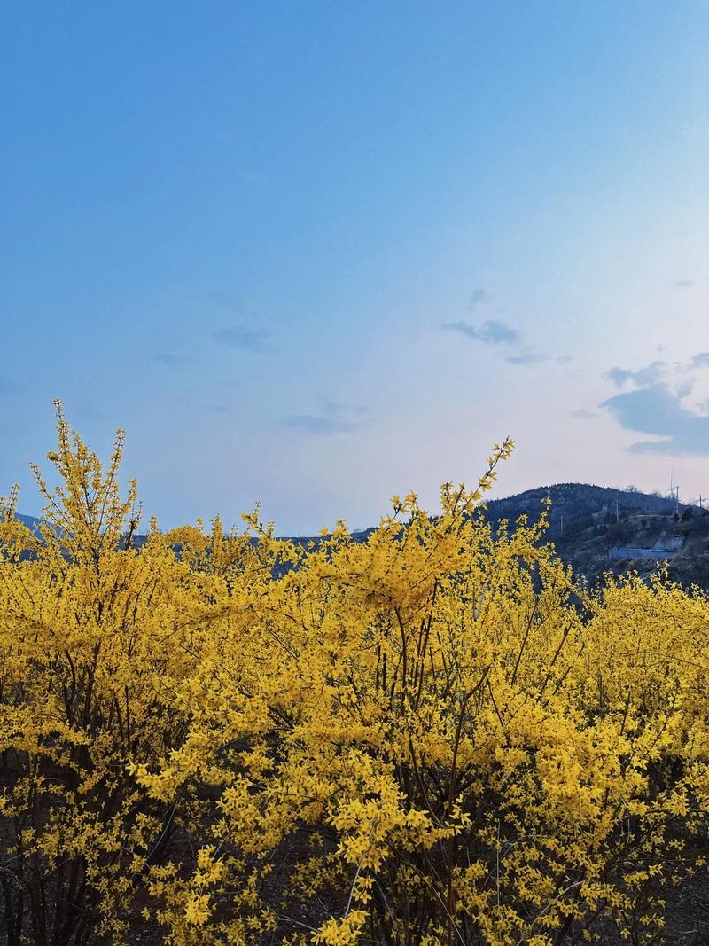 果然视频·好景山东|济南千佛山公园连翘花开，仿佛踏入金色海洋