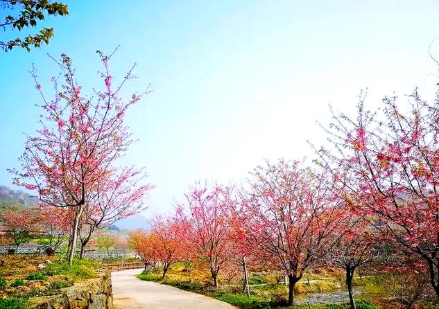 龙泉山私藏赏花秘境🌸这条山脊徒步线又野又美