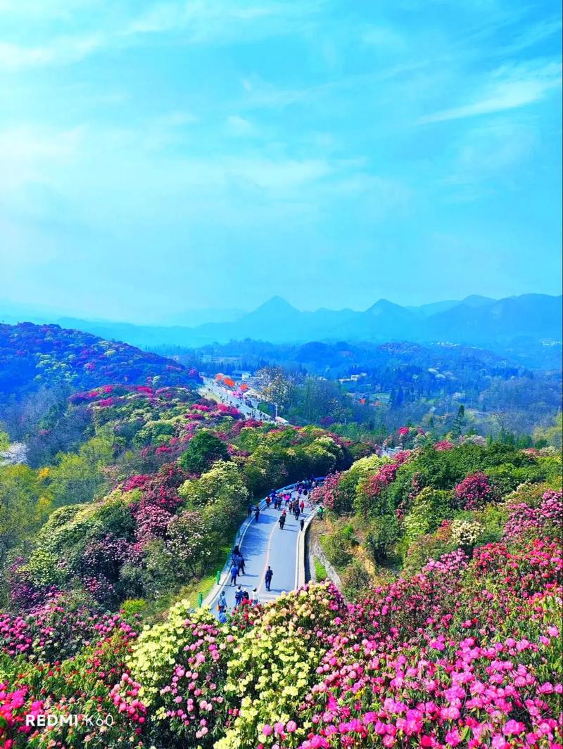 记录自驾旅行足迹 百里杜鹃 踏春赏花 分享美景