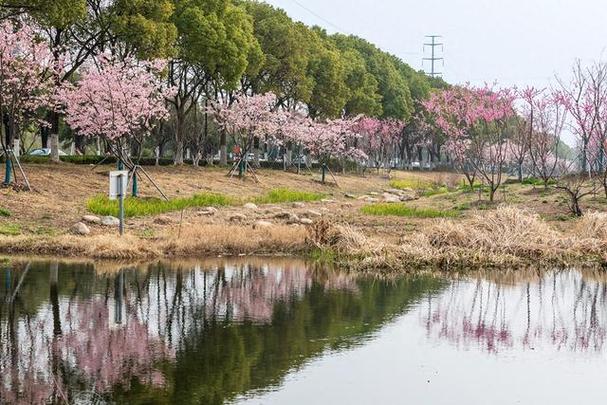 （江苏周市樱花园）昆山最大樱花主题公园，早樱正盛开，夜色美妙