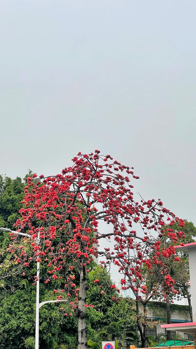近距离穿梭在木棉花中，感受大自然的花美。赏花 风景如画