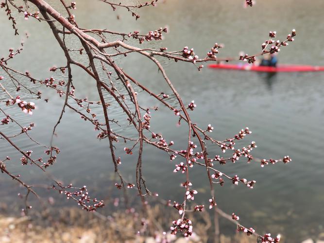 “桃醉”皂市共赏春光