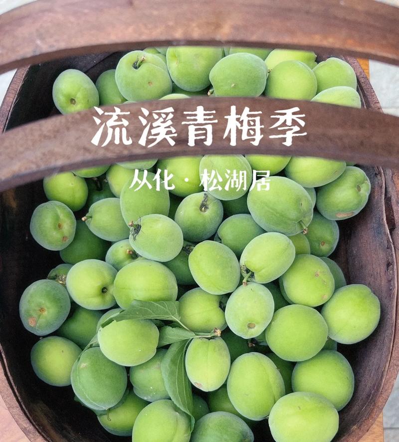 春日限定！广州这地即将开放免费采摘青梅！