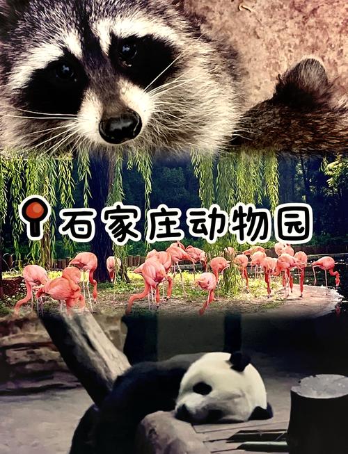 ​清明踏青好去处！到石家庄市动物园赏花、看动物