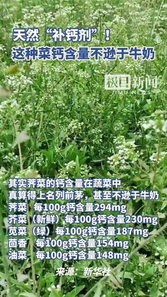 这种菜是天然的“补钙剂”钙含量不逊于牛奶，错过又要等一年！