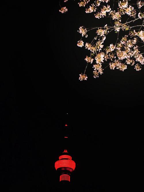 今天，亮灯！来玉渊潭，夜赏樱花