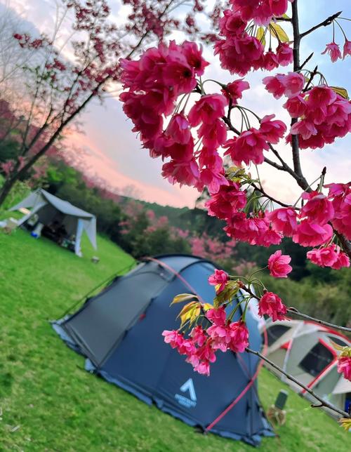 踏青、露营、赏花，来这里就对了！