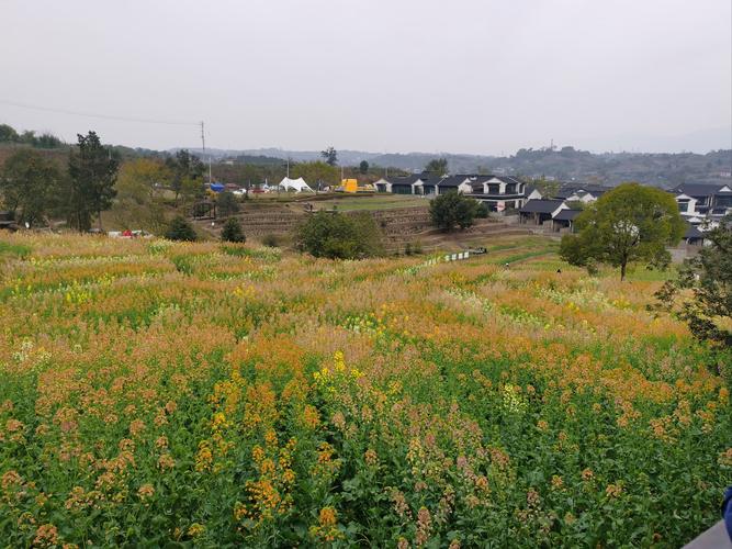 济南槐荫区席家庄村油菜花竞相绽放