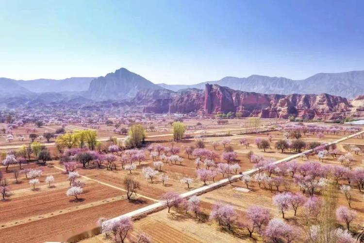 “春天的絮语”2025年东乡县唐汪杏花旅游节诗文朗诵会圆满成功