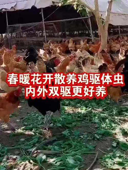 谁能想到？在“农村养它”也可以实现致富，而且南北方都可以养！