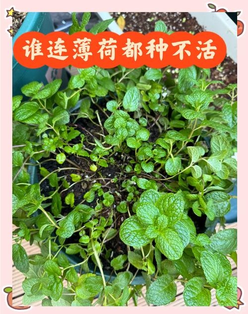 花样百出的云南绿化带，为啥没有薄荷的身影