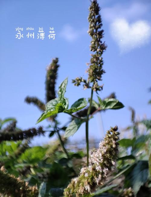 花样百出的云南绿化带，为啥没有薄荷的身影
