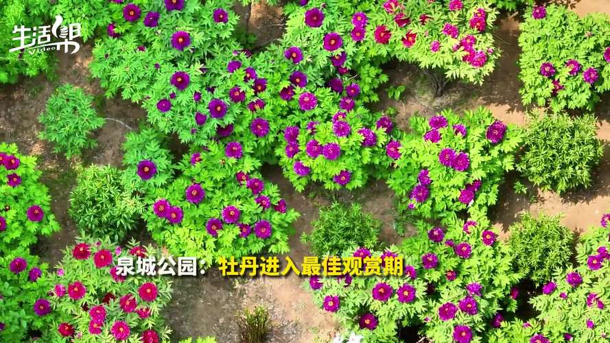 果然视频·好景山东|济南泉城公园牡丹绚丽绽放，游客闻香纷至来