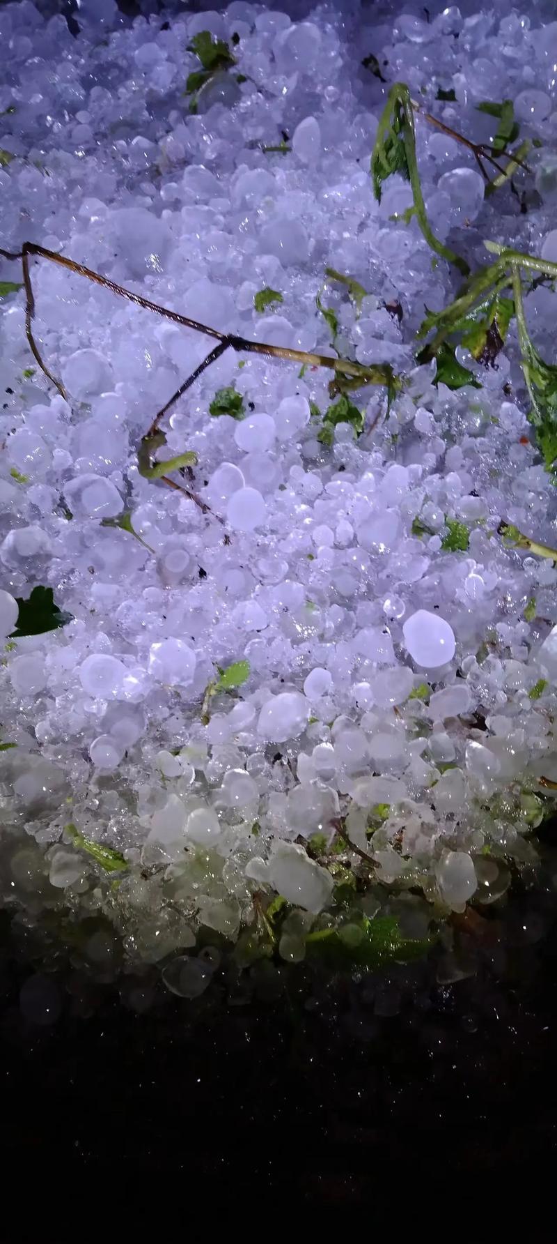 近日，山东多地发生强对流天气，下的冰雹就像小鸡蛋，有点吓人