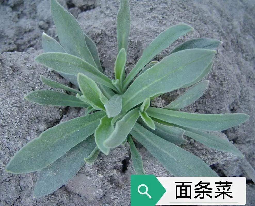 些你知道山东人还吃哪些野菜吗