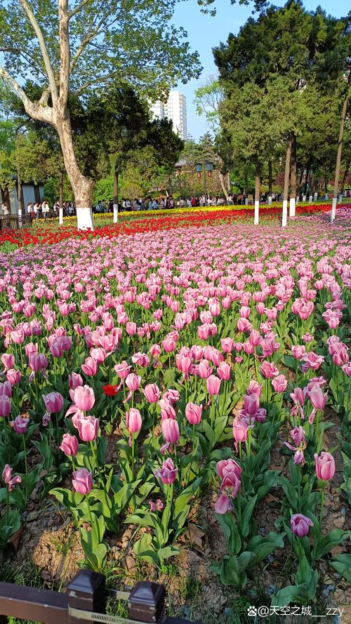 新疆伊犁苹果公园一片郁金香花海。郁金香 新疆 伊犁