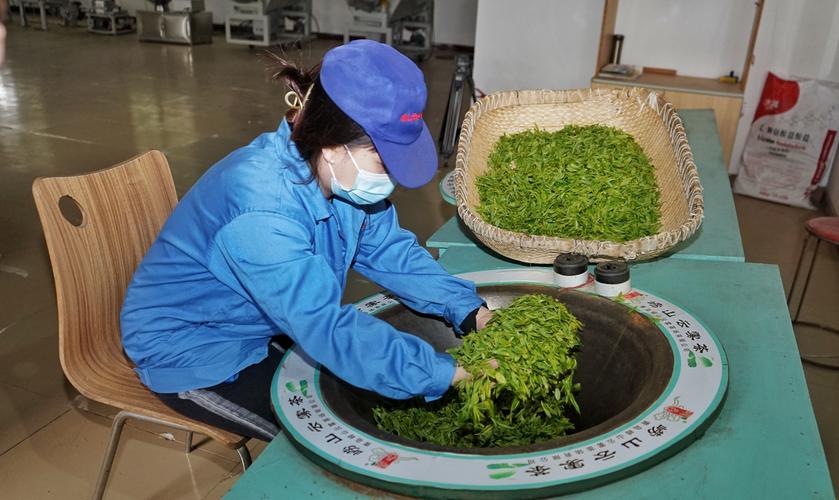 大田春茶采摘拉开大幕 崂山春茶即将上市