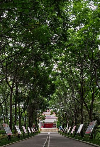 打卡绵阳南山公园大草坪，绿树阴中春意浓，花开花落自有时