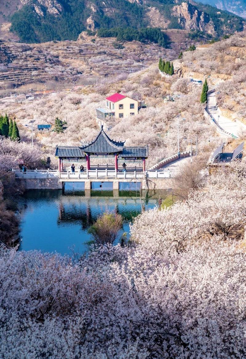 共赏齐鲁限定春景，解锁独特春日故事