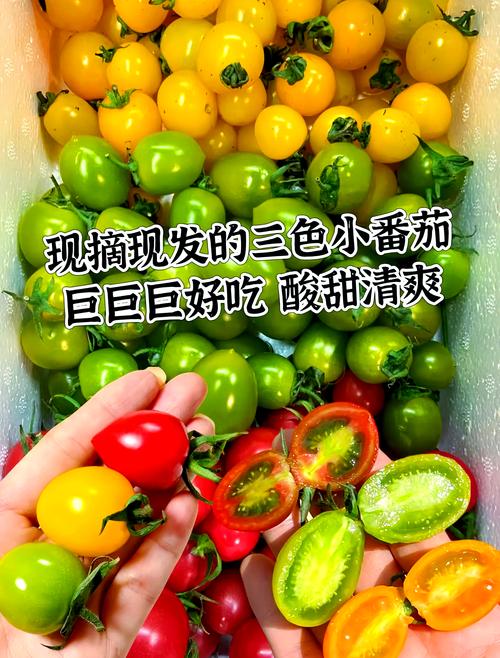 每个颜色都好吃的七彩小番茄 好吃到停不下来