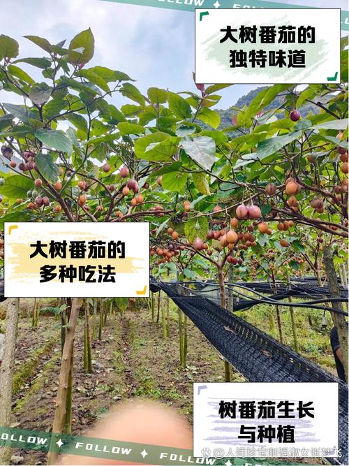 【美味施甸】万兴味蕾盛宴：解锁大树番茄“一果多吃”新体验