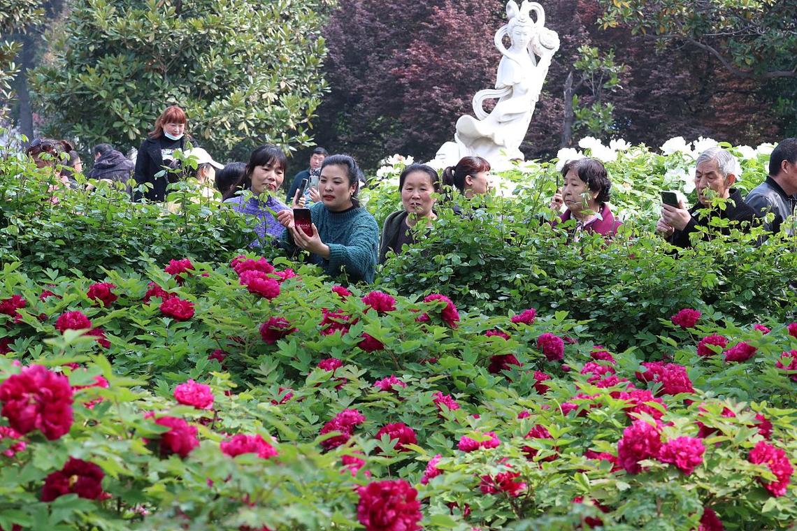 洛宁县土桥村：牡丹花开醉游人