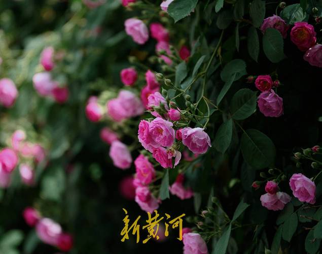 一年四季“泉”在济南 家门口的浪漫！蔷薇花开“扮靓”济南春日街头