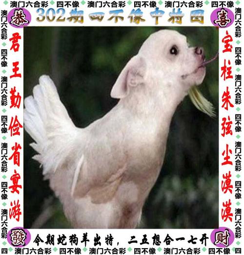 新澳今天最新资料晚上四不像-2025全面解析实用技巧分享